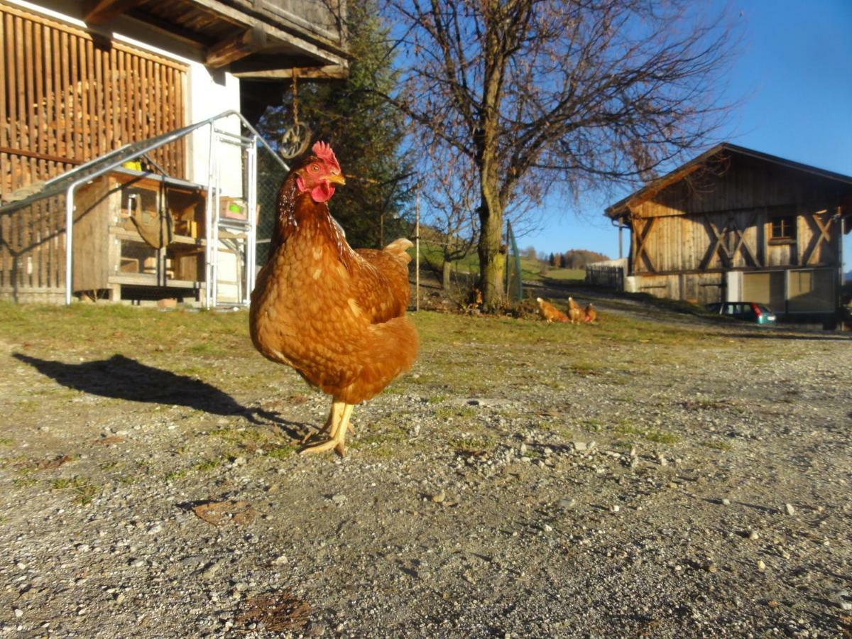 Mair Am Graben Farm * Chalets Terento Esterno foto